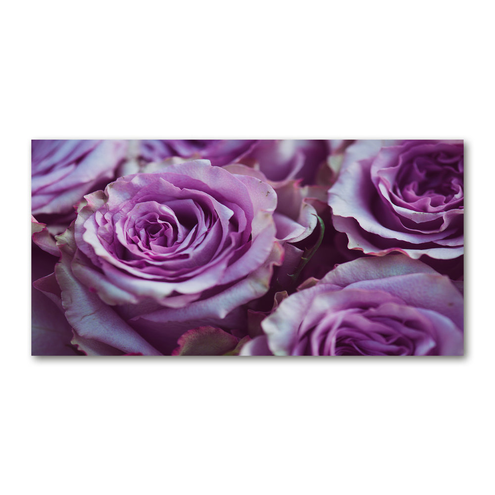 Obraz zdjęcie szkło akryl Fioletowe róże