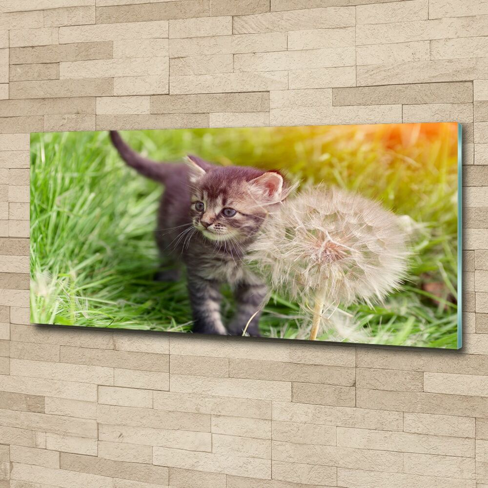 Foto-obraz akrylowy Kotek z dmuchawcem