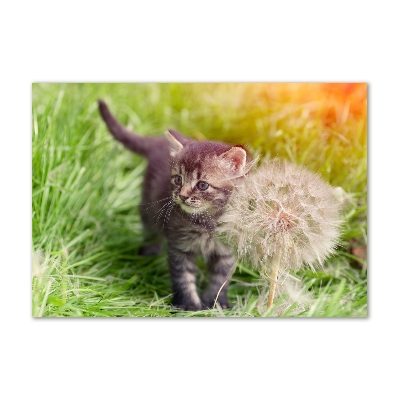 Foto-obraz akrylowy Kotek z dmuchawcem