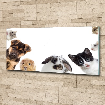 Foto-obraz szkło akryl Zwierzęta domowe