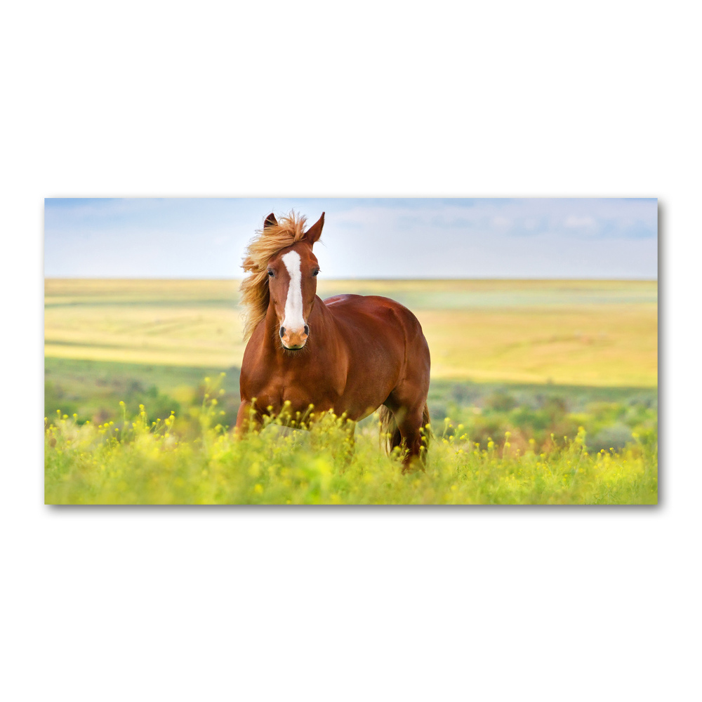 Foto-obraz szkło akryl Brązowy koń