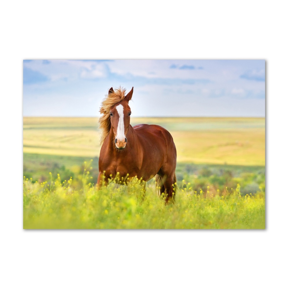Foto-obraz szkło akryl Brązowy koń