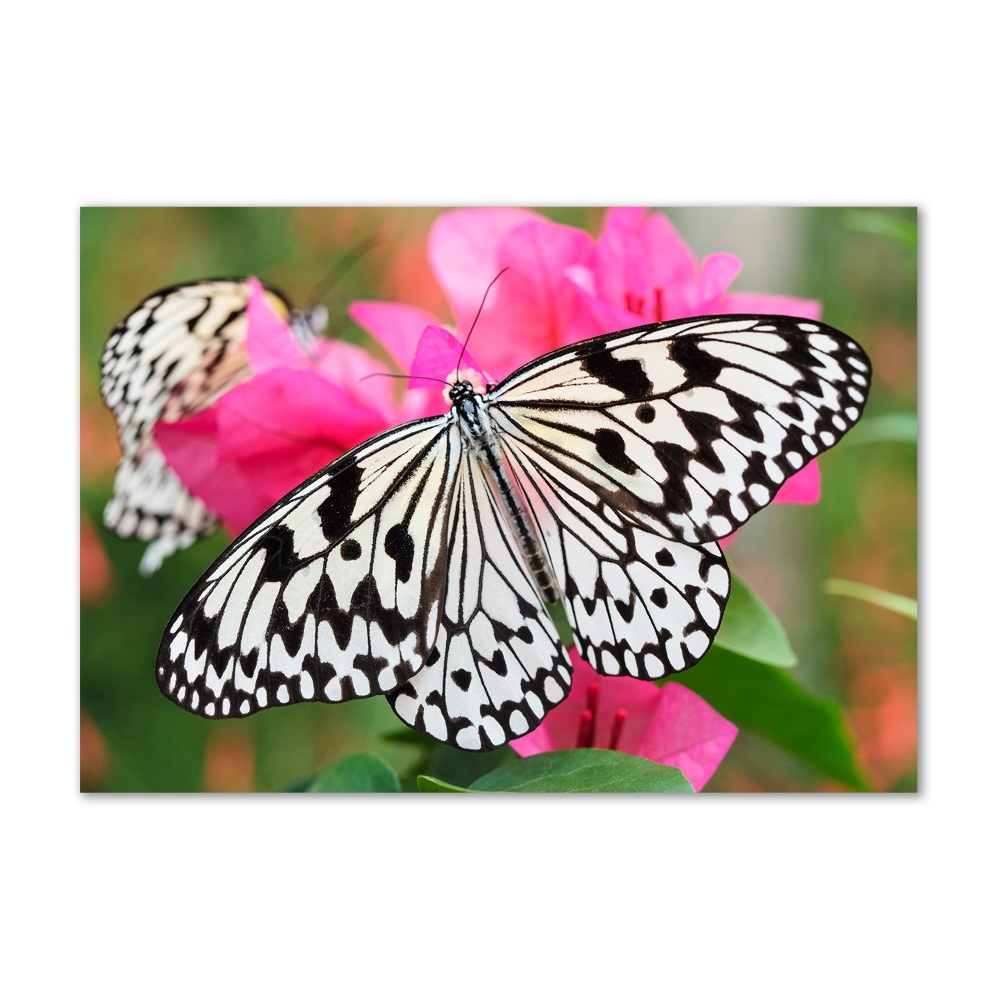 Foto-obraz szkło akryl Motyl na kwiatku