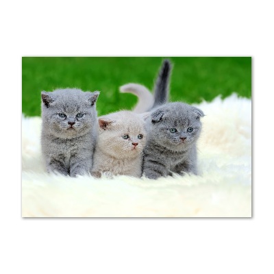 Foto-obraz szkło akryl Trzy koty na kocu