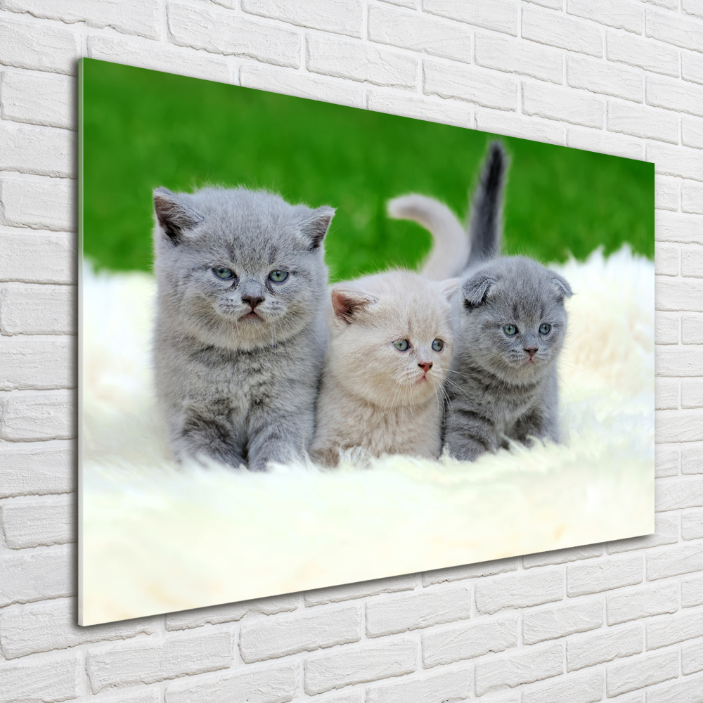 Foto-obraz szkło akryl Trzy koty na kocu