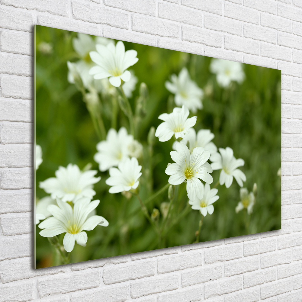 Obraz zdjęcie szkło akryl Wiosenne kwiaty