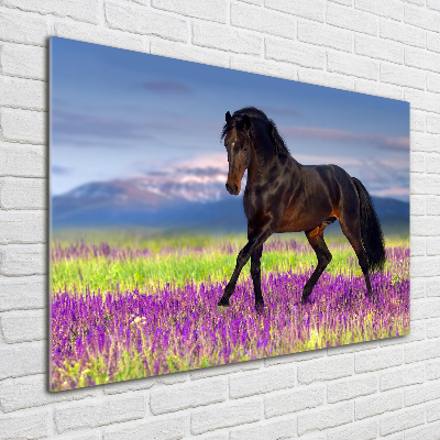 Foto-obraz akrylowy Koń na polu lawendy
