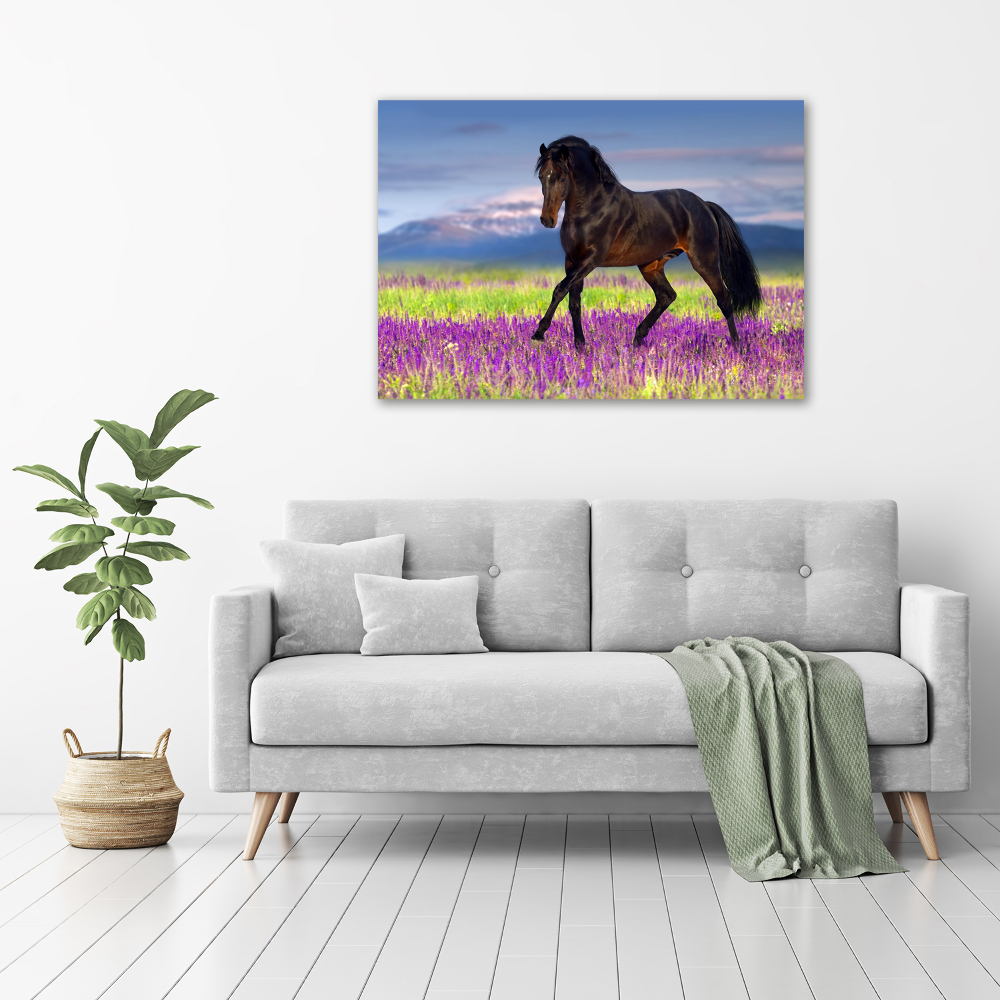 Foto-obraz akrylowy Koń na polu lawendy