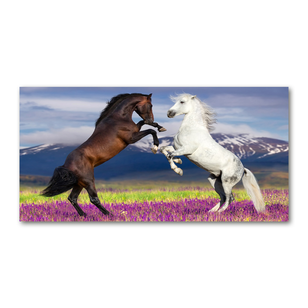 Foto-obraz akrylowy Walczące konie góry