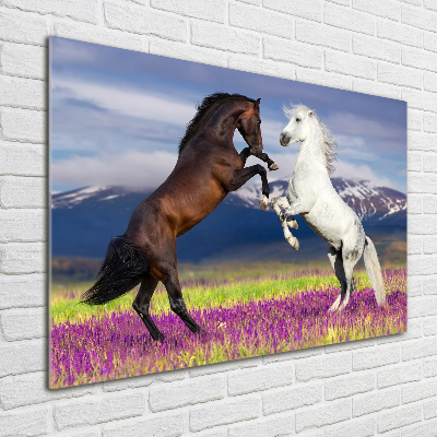 Foto-obraz akrylowy Walczące konie góry