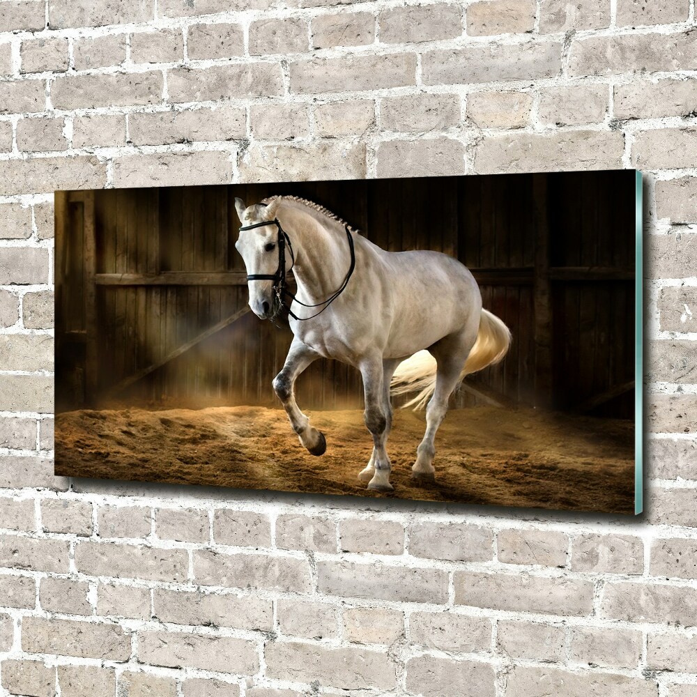 Foto-obraz akrylowy Biały koń w stajni