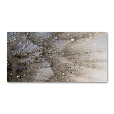 Foto obraz szkło akryl Nasiona dmuchawca