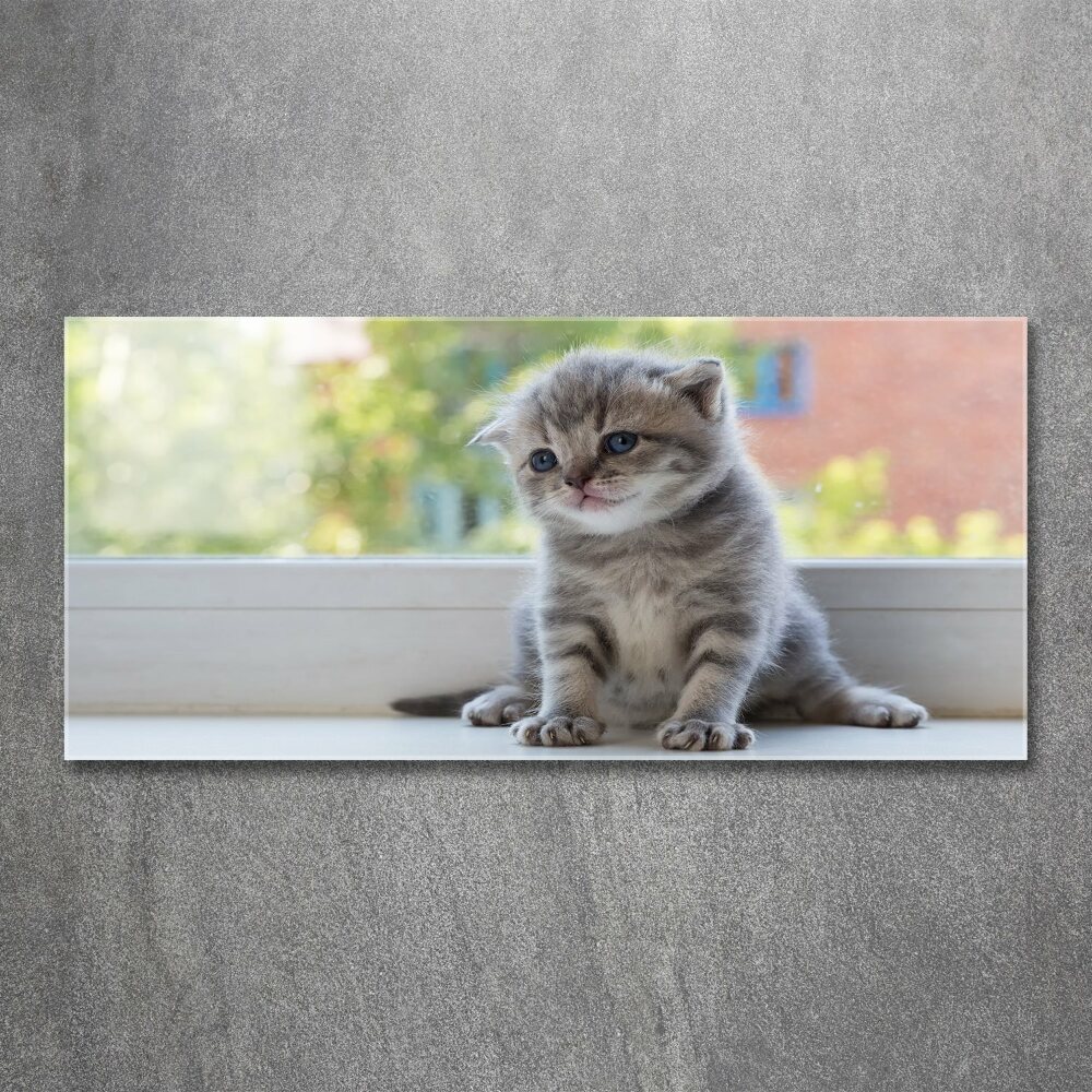 Foto obraz akryl Mały kot przy oknie
