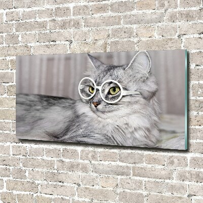 Foto obraz szkło akryl Kot w okularach