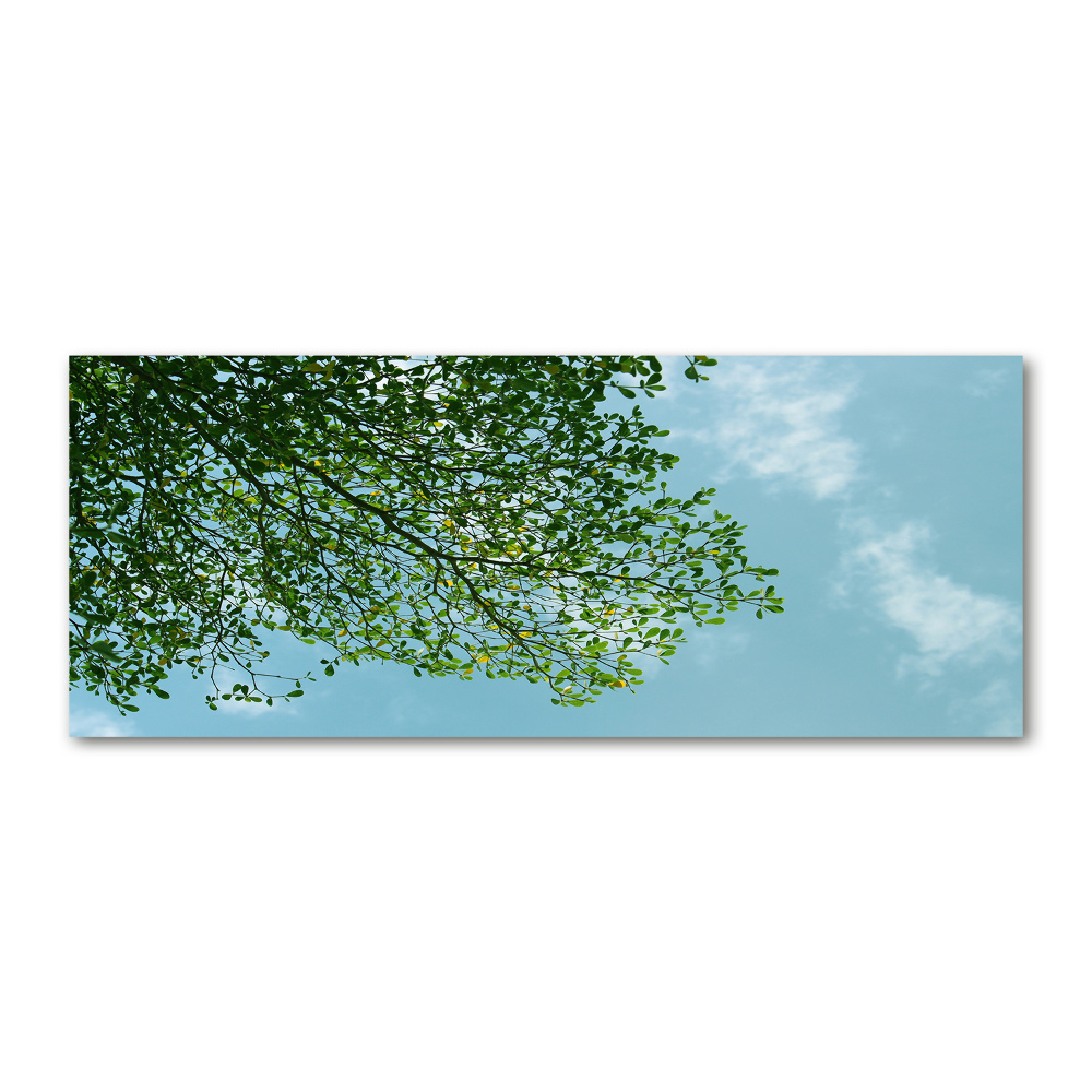 Foto obraz szkło akryl Liście na niebie