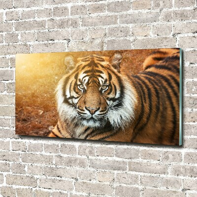 Foto obraz szkło akryl Tygrys bengalski