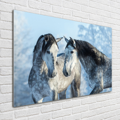 Foto obraz szkło akryl Szare konie zimą