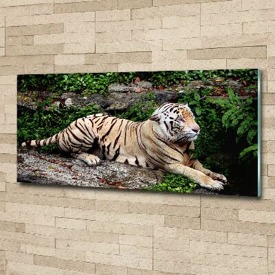 Foto obraz szkło akryl Tygrys na skale