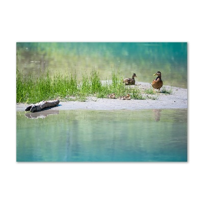 Foto obraz szkło akryl Kaczki nad wodą