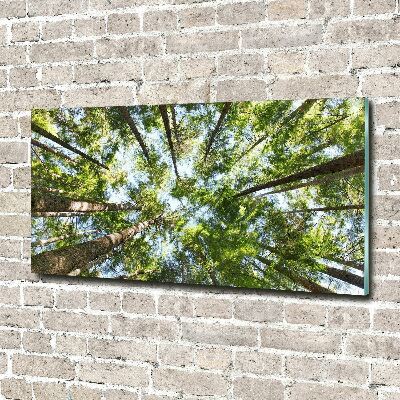Foto obraz szkło akryl Korona drzew