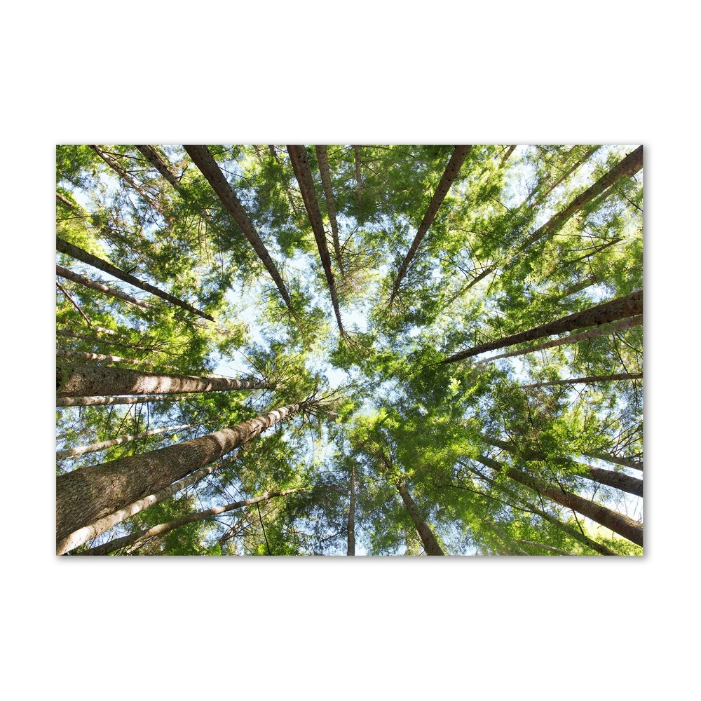 Foto obraz szkło akryl Korona drzew