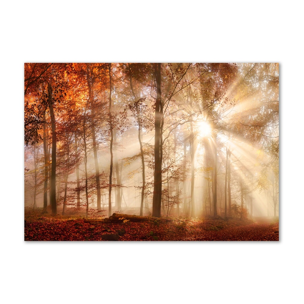 Foto obraz akryl Mgła w lesie jesień