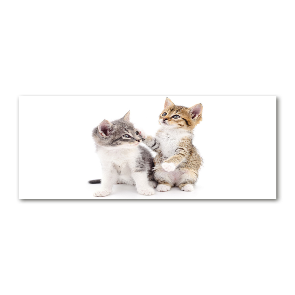 Foto obraz szkło akryl Dwa małe koty