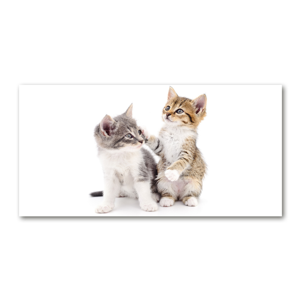 Foto obraz szkło akryl Dwa małe koty