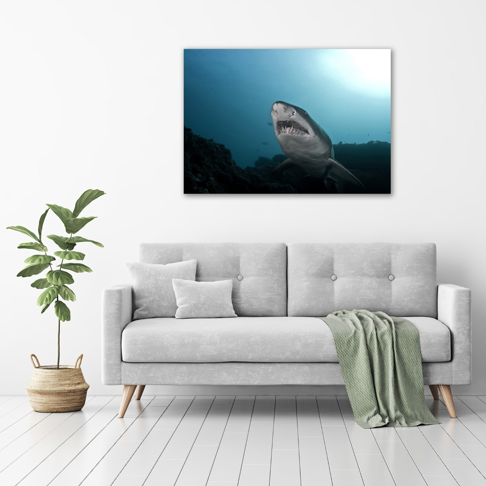 Foto obraz na ścianę akryl Duży rekin