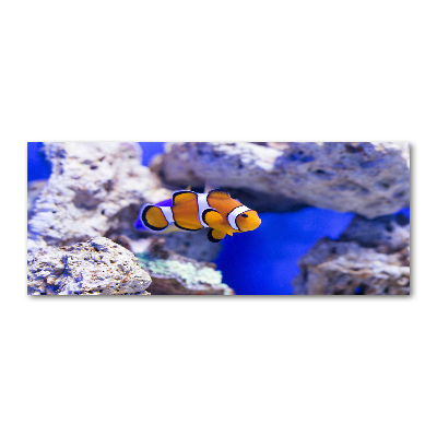 Foto obraz akryl Błazenek rafa koralowa