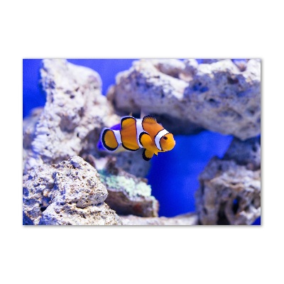 Foto obraz akryl Błazenek rafa koralowa