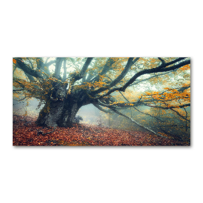 Obraz zdjęcie szkło akryl Stare drzewo