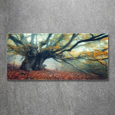 Obraz zdjęcie szkło akryl Stare drzewo