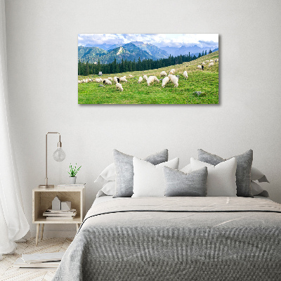 Foto obraz szkło akryl Owce w Tatrach