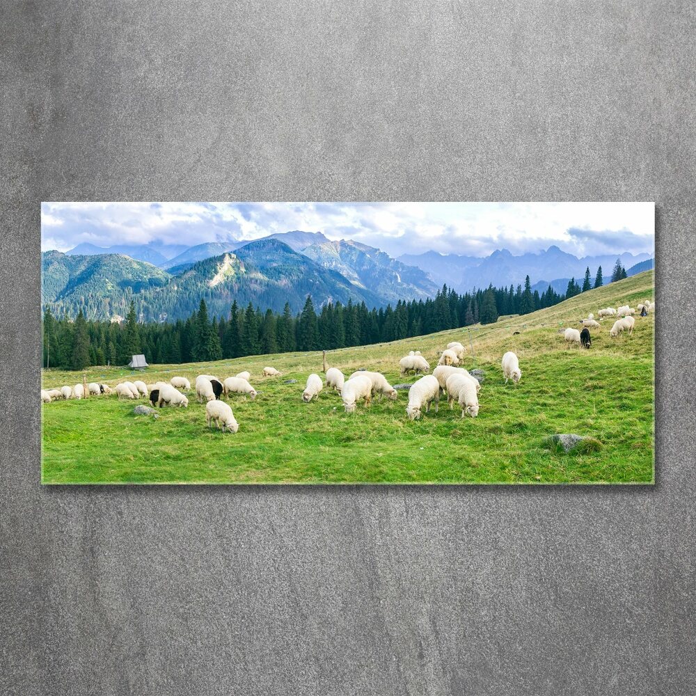 Foto obraz szkło akryl Owce w Tatrach