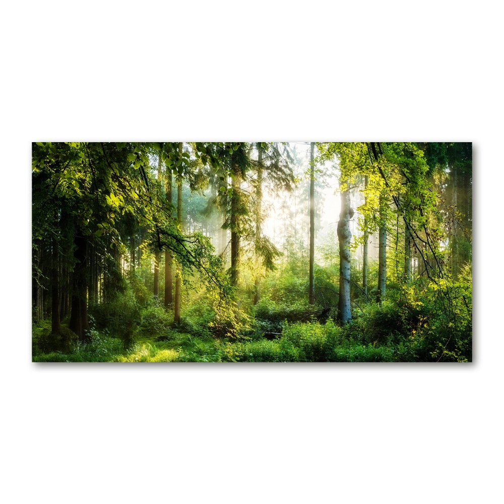 Foto obraz akryl Poranne słońce las