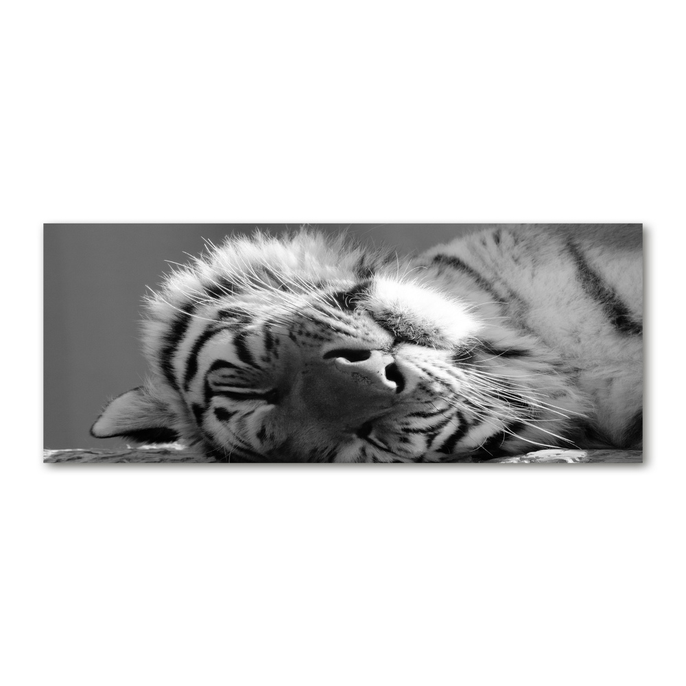 Foto obraz szkło akryl Śpiący tygrys