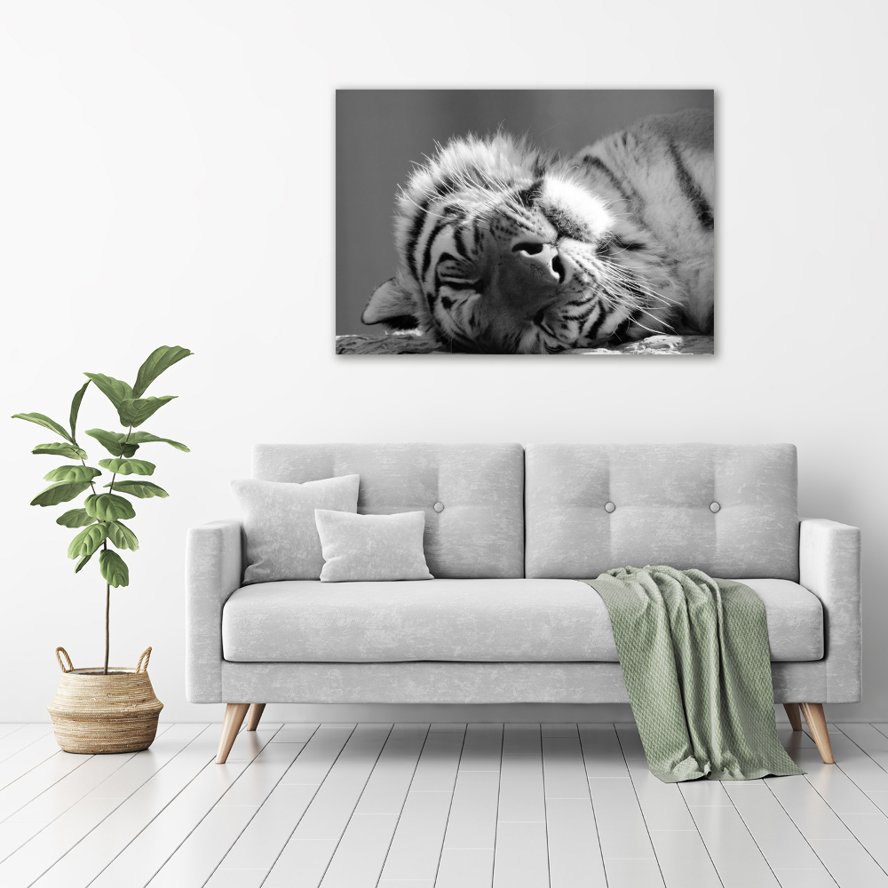 Foto obraz szkło akryl Śpiący tygrys