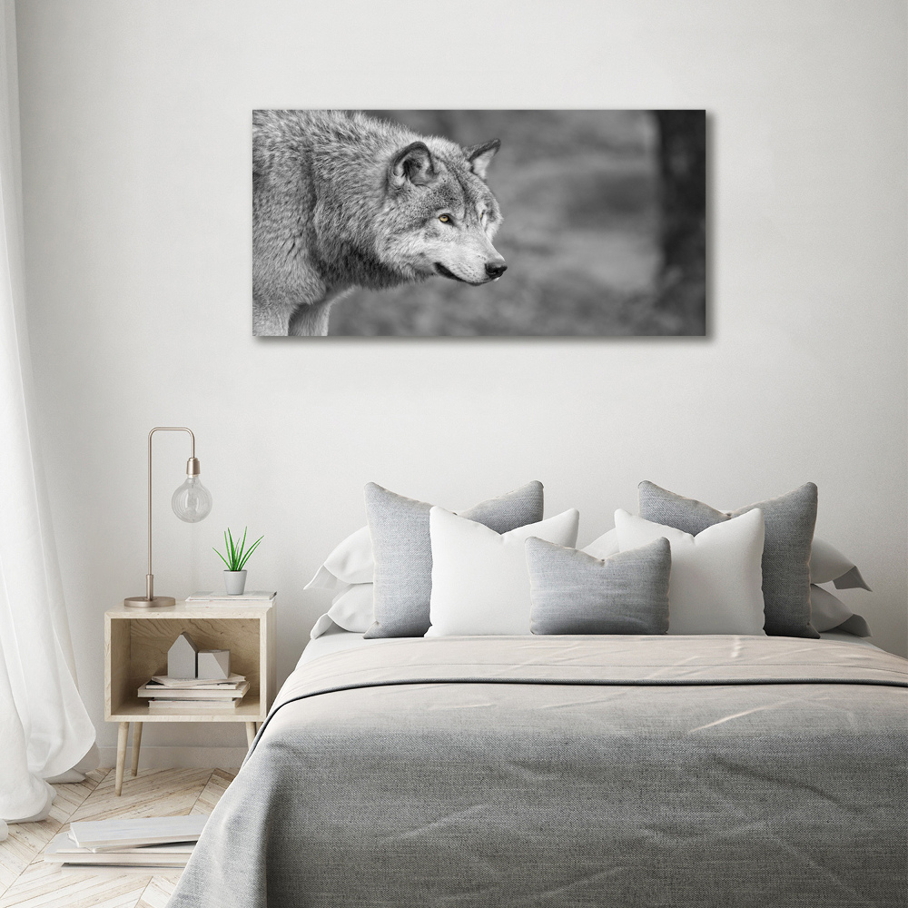 Foto obraz na ścianę akryl Szary wilk