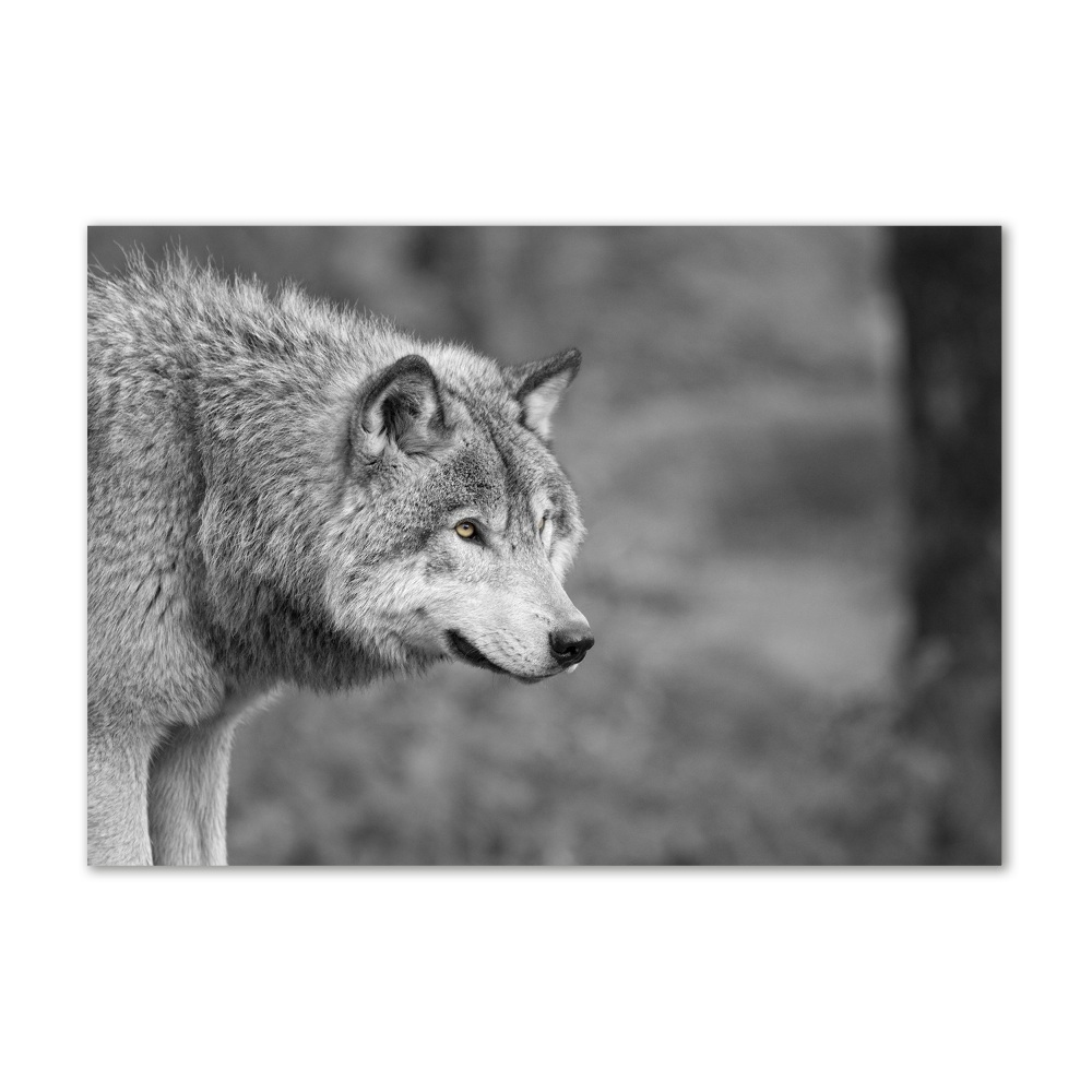 Foto obraz na ścianę akryl Szary wilk