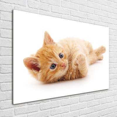 Foto obraz na ścianę akryl Rudy kot