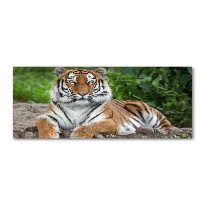 Foto obraz szkło akryl Tygrys syberyjski