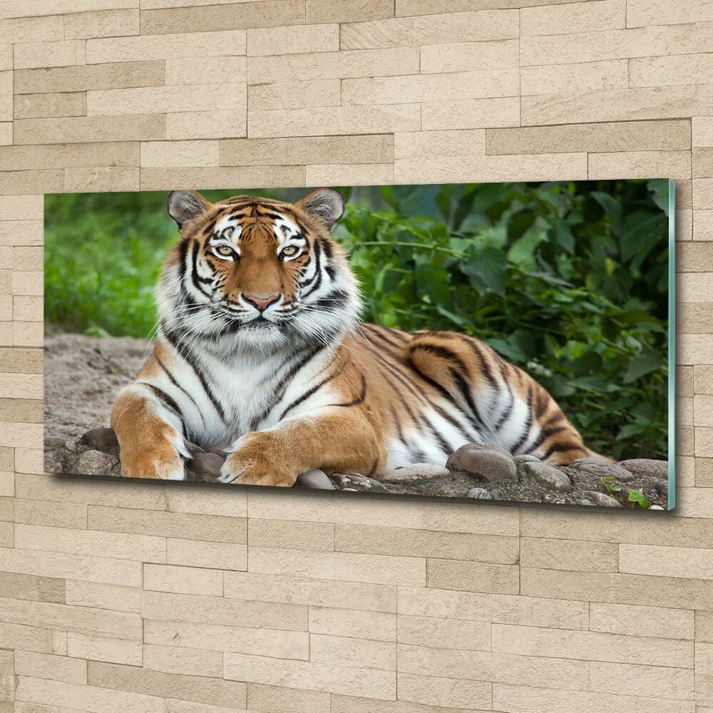 Foto obraz szkło akryl Tygrys syberyjski