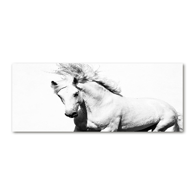 Foto obraz na ścianę akryl Biały koń