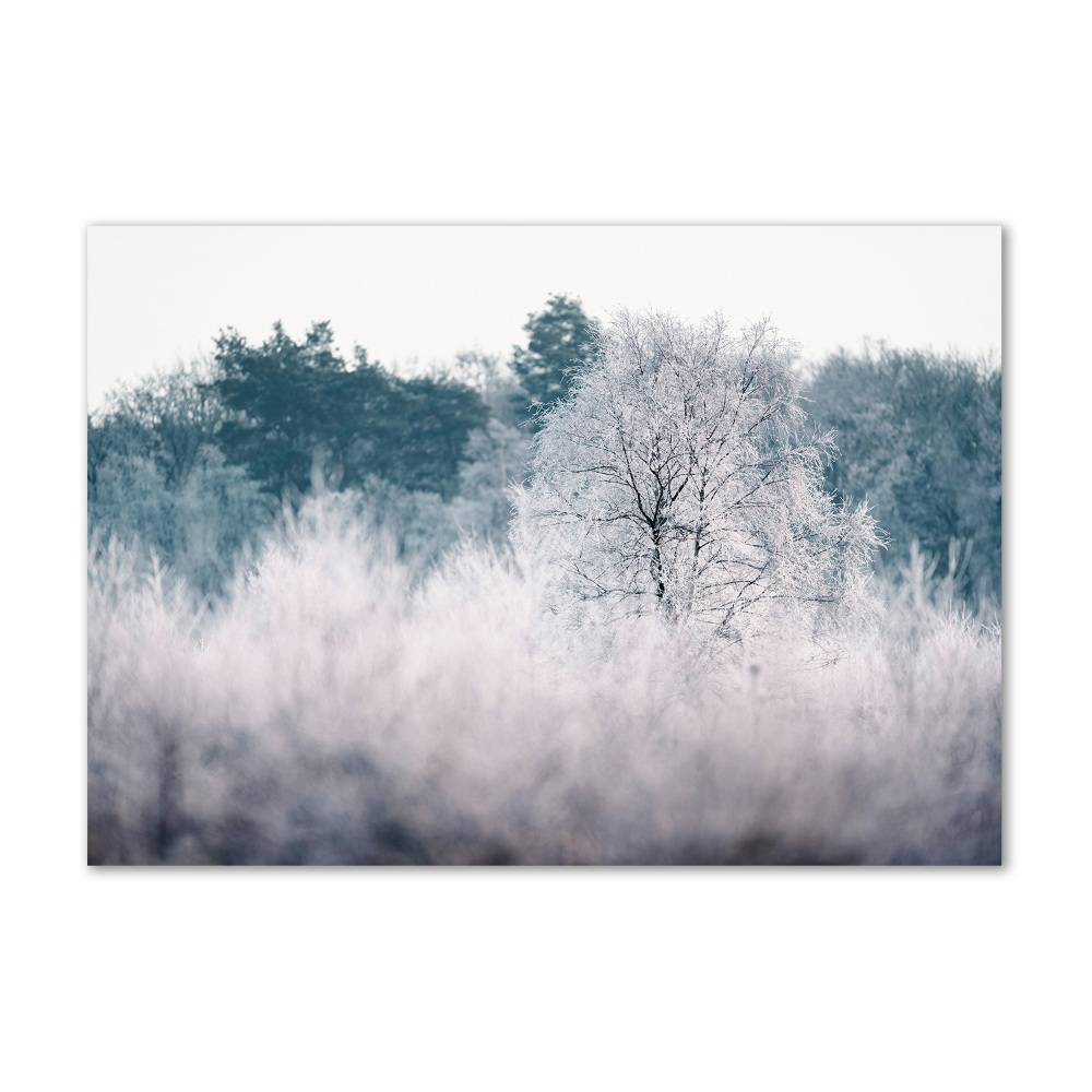 Foto obraz szkło akryl Drzewa zimą