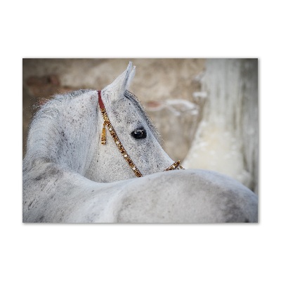 Foto obraz szkło akryl Biały koń arabski