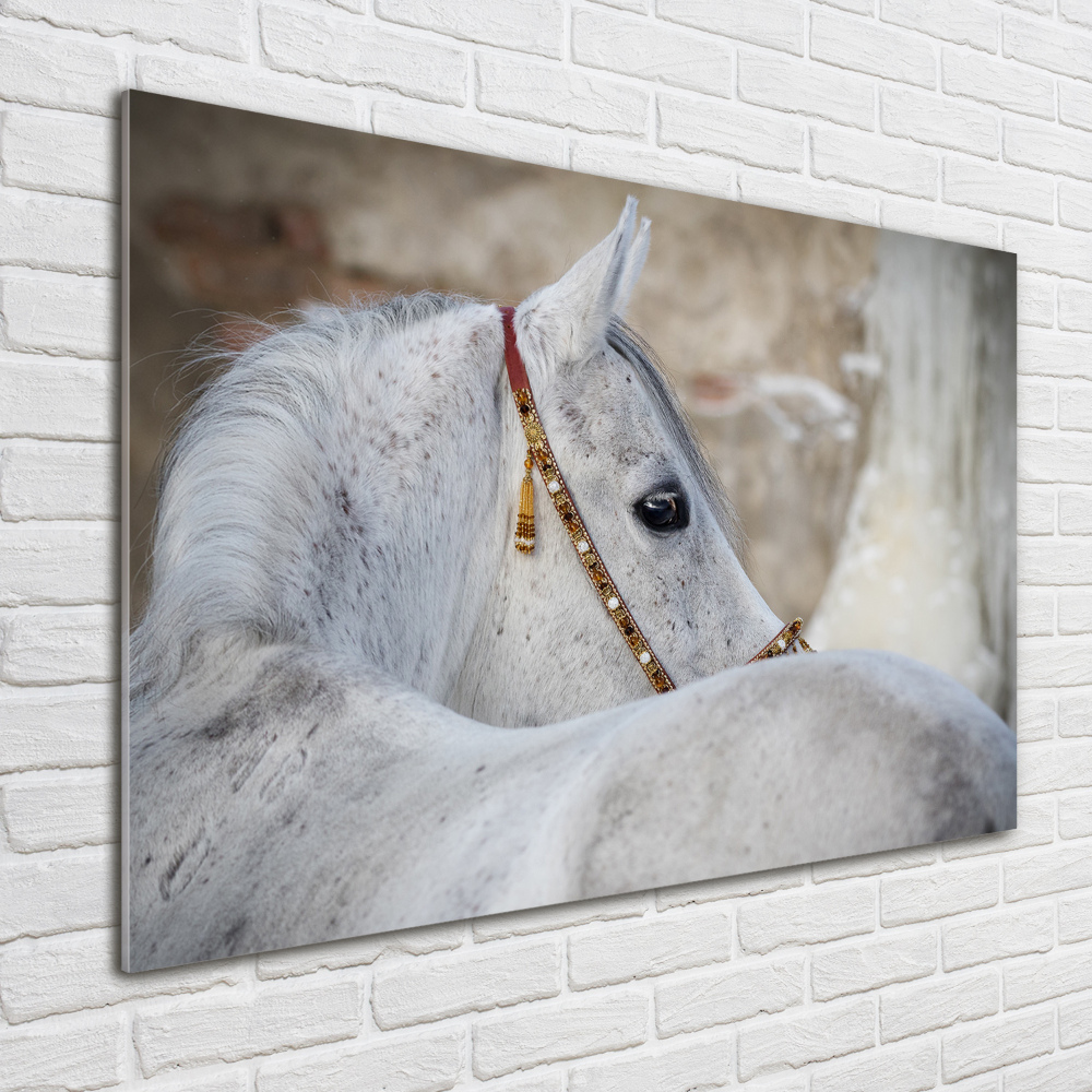 Foto obraz szkło akryl Biały koń arabski