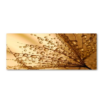 Foto obraz szkło akryl Nasiona dmuchawca