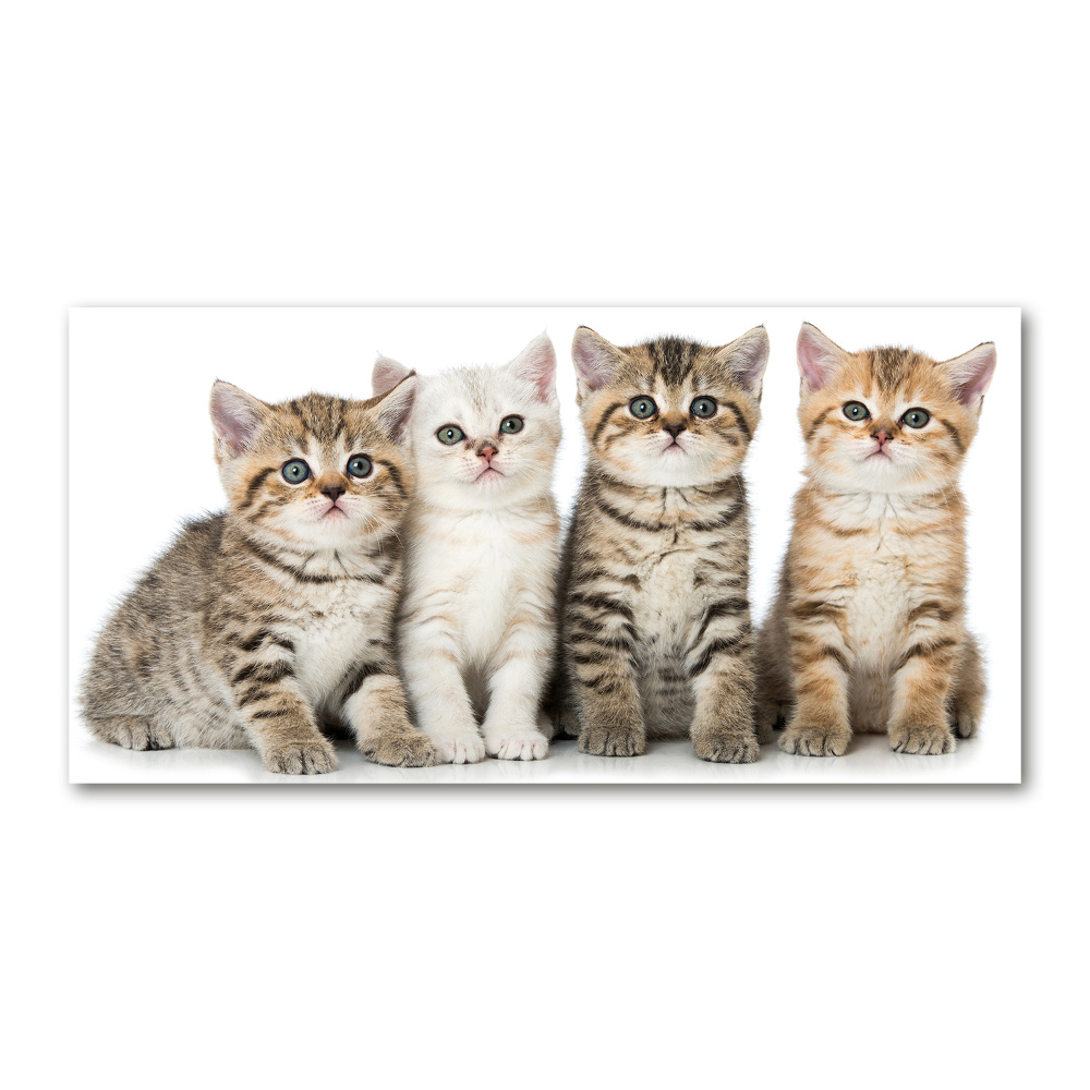 Foto obraz na ścianę akryl Małe koty