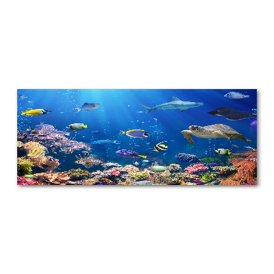 Foto obraz szkło akryl Rafa koralowa